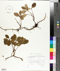 Gaultheria procumbens image