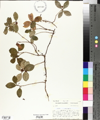 Gaultheria procumbens image