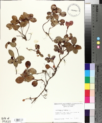 Gaultheria procumbens image