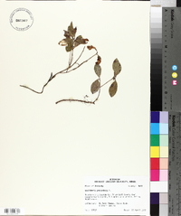 Gaultheria procumbens image