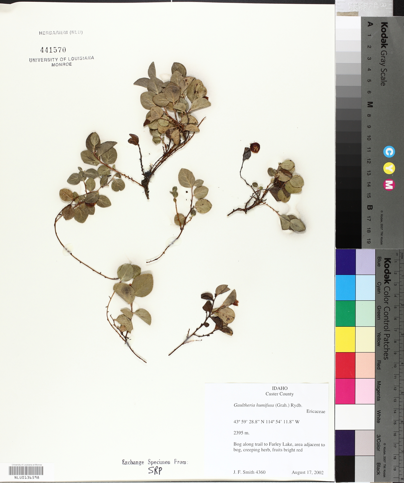 Gaultheria humifusa image