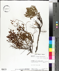 Vaccinium scoparium image