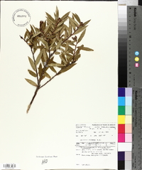 Gaultheria hispida image