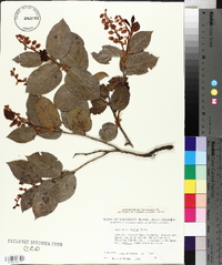 Gaultheria shallon image