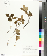 Gaultheria procumbens image