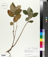 Leucothoe axillaris image