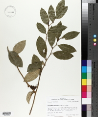 Leucothoe axillaris image