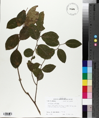 Leucothoe axillaris image