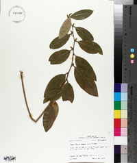 Leucothoe axillaris image