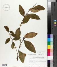 Leucothoe axillaris image