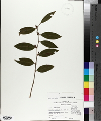 Leucothoe axillaris image