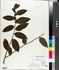 Leucothoe axillaris image