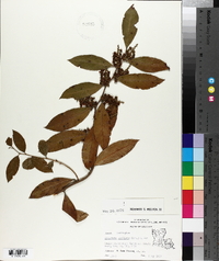 Leucothoe axillaris image