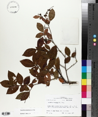 Leucothoe racemosa image