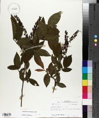 Leucothoe racemosa image