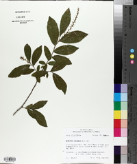 Leucothoe racemosa image