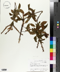 Leucothoe racemosa image