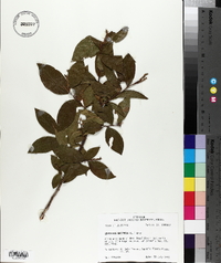 Leucothoe racemosa image