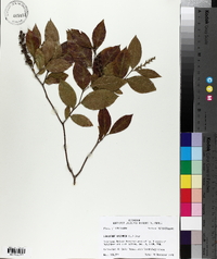 Leucothoe racemosa image