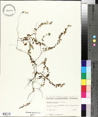 Gaultheria hispidula image