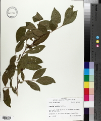 Leucothoe racemosa image