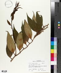 Leucothoe editorum image