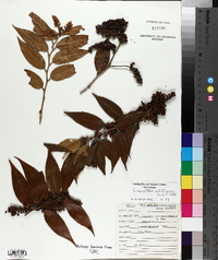 Leucothoe editorum image