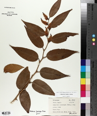 Leucothoe catesbaei image