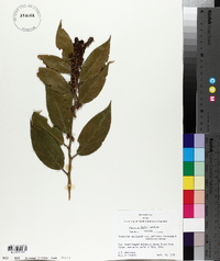 Leucothoe axillaris var. editorum image