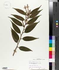 Leucothoe axillaris image