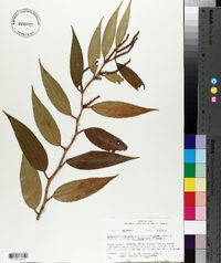 Leucothoe axillaris var. editorum image