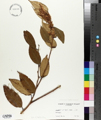 Leucothoe axillaris image