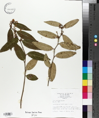 Leucothoe axillaris image