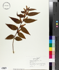 Leucothoe axillaris image