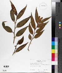 Leucothoe axillaris image