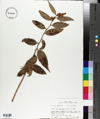 Leucothoe axillaris image