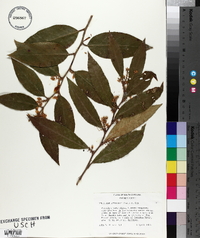 Leucothoe axillaris image