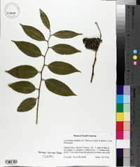 Leucothoe axillaris var. editorum image