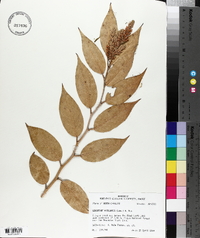 Leucothoe axillaris image