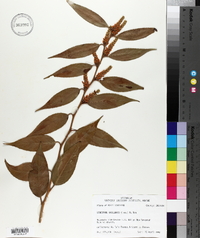 Leucothoe axillaris image