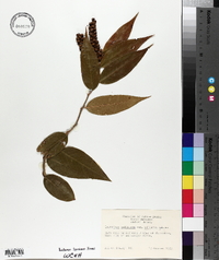 Leucothoe axillaris var. editorum image