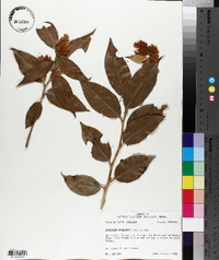 Leucothoe axillaris image