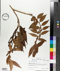 Leucothoe axillaris image
