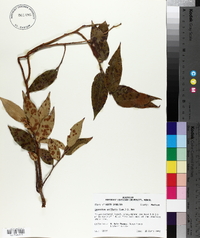 Leucothoe axillaris image