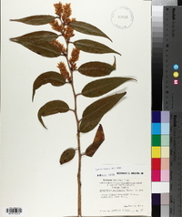 Leucothoe axillaris image