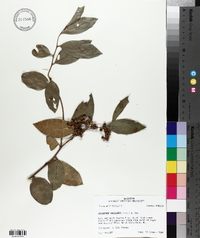 Leucothoe axillaris image