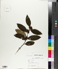 Leucothoe axillaris image