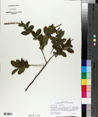 Leucothoe axillaris image