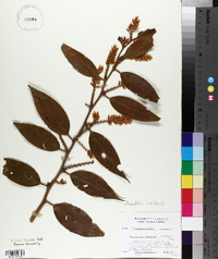 Leucothoe axillaris image