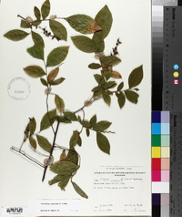 Leucothoe racemosa image